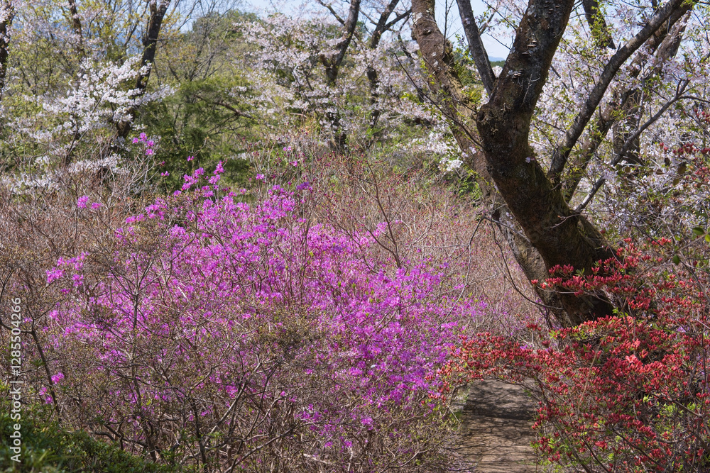 日本：春の物見山公園【岩殿丘陵】埼玉県東松山市