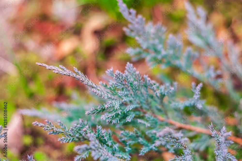 A captivating close-up of a blue juniper branch, its delicate texture enhanced by a softly blurred background. A captivating close-up of a blue juniper branch, its delicate texture enhanced by a softly blurred background.