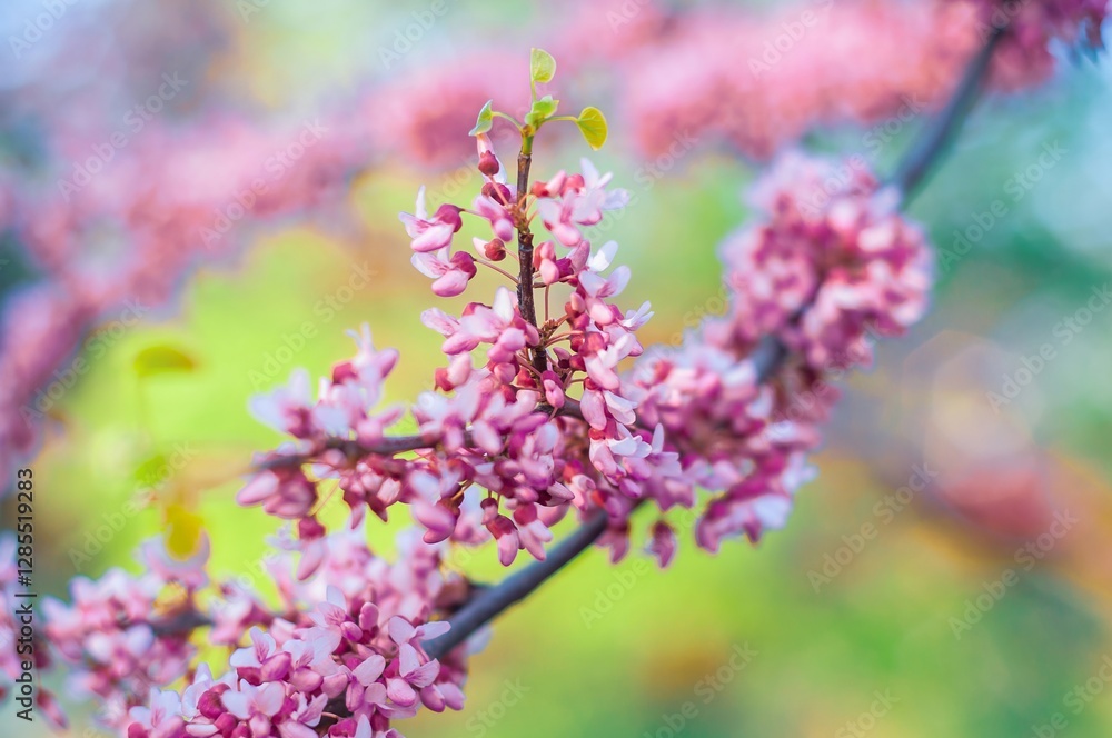 Fototapeta premium Delicate pink blossoms adorn a vibrant Eastern Redbud branch, signaling the arrival of spring.