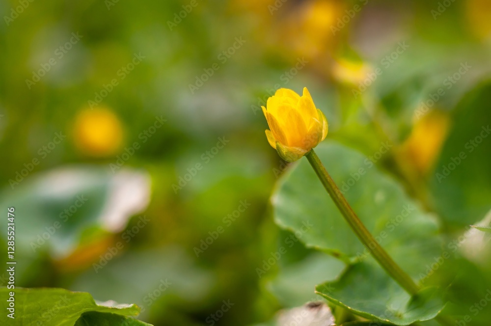 Close up of a bright yellow marsh marigold bud surrounded by lush green leaves. Close up of a bright yellow marsh marigold bud surrounded by lush green leaves.
