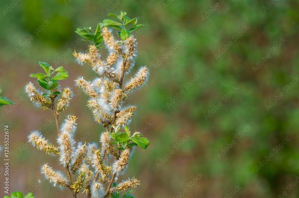 Delicate willow branch displays soft, cotton-like catkins and fresh spring leaves in natural light.