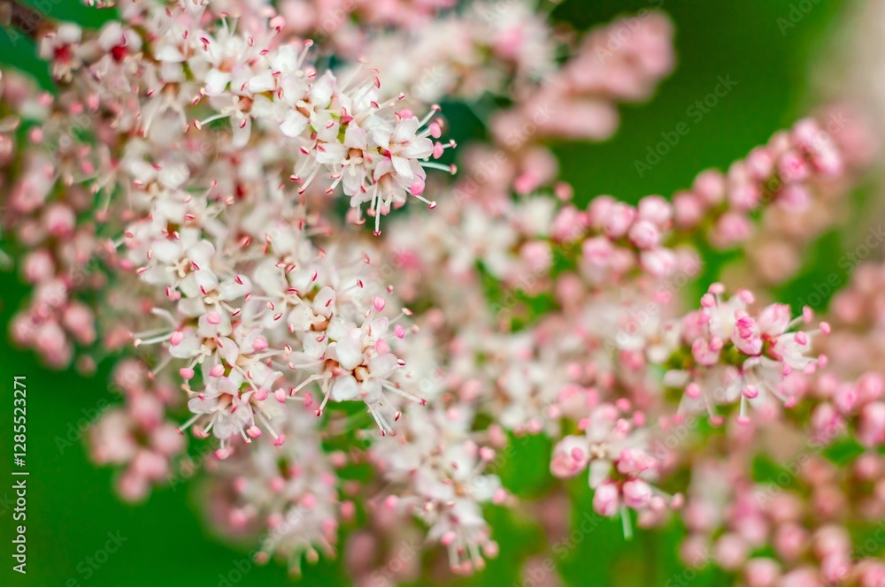 A delicate dance of white and pink meadowsweet blossoms creates a dreamy botanical close-up. A delicate dance of white and pink meadowsweet blossoms creates a dreamy botanical close-up.