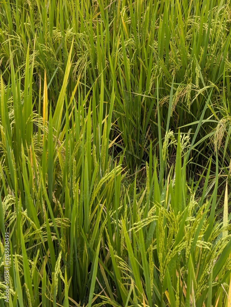 Fototapeta premium panorama of agrarian rice fields landscape in Central Java, like a terraced rice fields ubud Bali Indonesia 