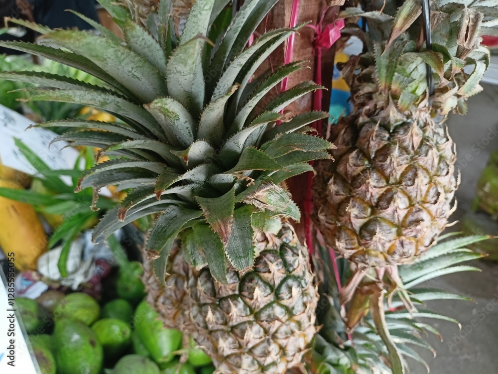 Obraz premium Pineapples have thorns on them and their bodies are uneven, ripe pineapples are yellow