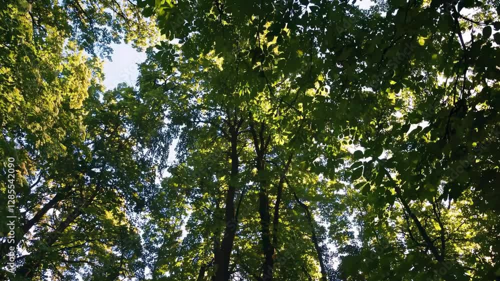 Video captures a serene upward view of lush green tree canopies, with sunlight filtering through leaves, creating a tranquil, immersive nature scene. Video captures a serene upward view of lush green tree canopies, with sunlight filtering through leaves, creating a tranquil, immersive nature scene.