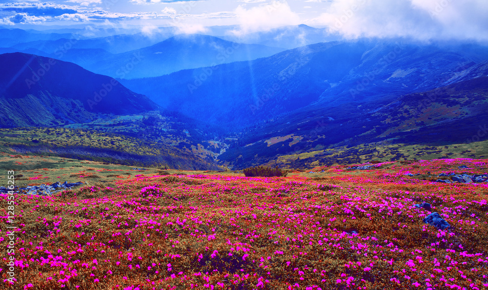picturesque mountains view, fantastic morning booming red pink rhododendrons flowers on the hills of carpathian mountains at June, Chornohora range, Ukraine, Europe picturesque mountains view, fantastic morning booming red pink rhododendrons flowers on the hills of carpathian mountains at June, Chornohora range, Ukraine, Europe