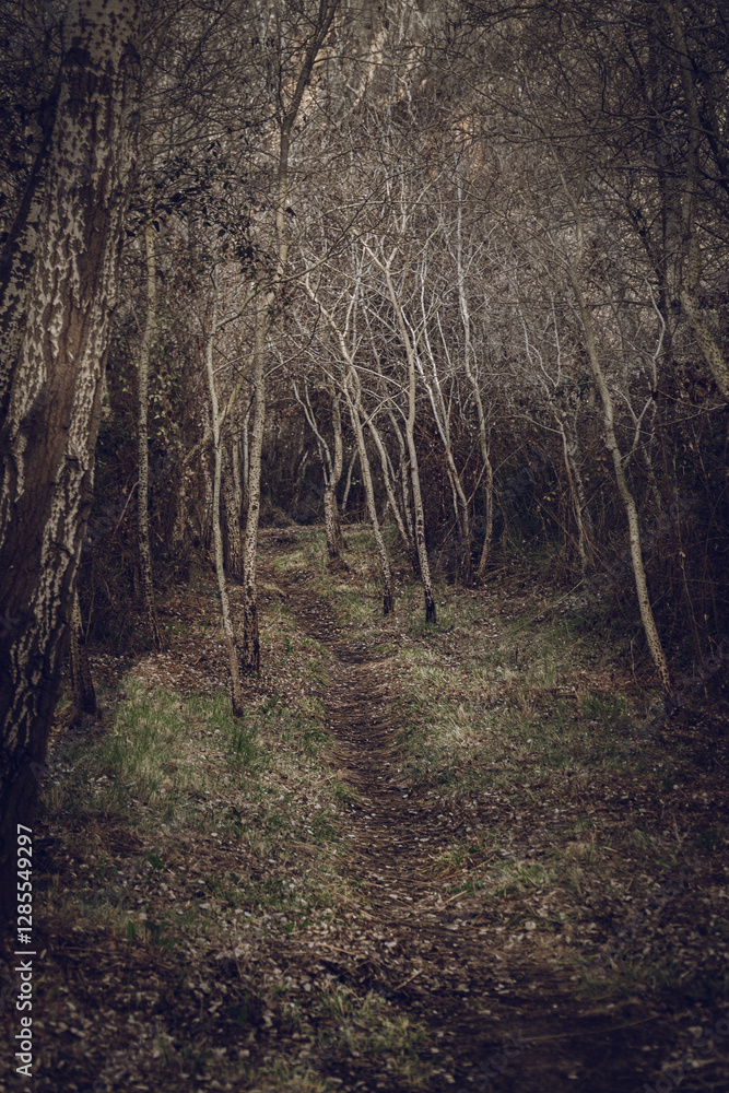 Mysterious and haunted forest. Mysterious and haunted forest.