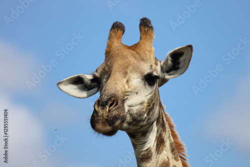 Photography Giraffe / Giraffe / Giraffa camelopardalis