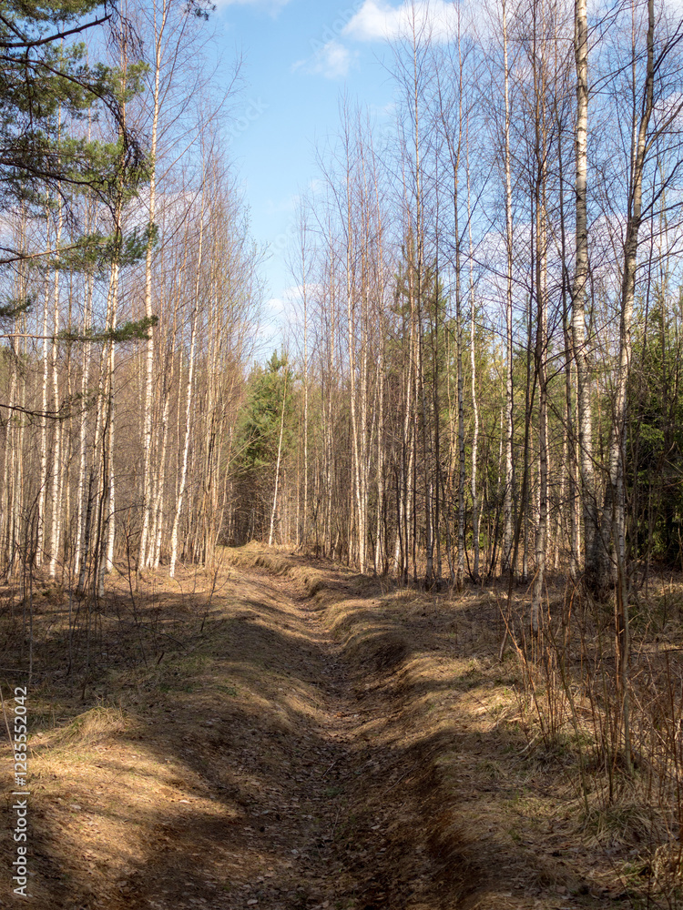 Obraz premium spring forest on a sunny day