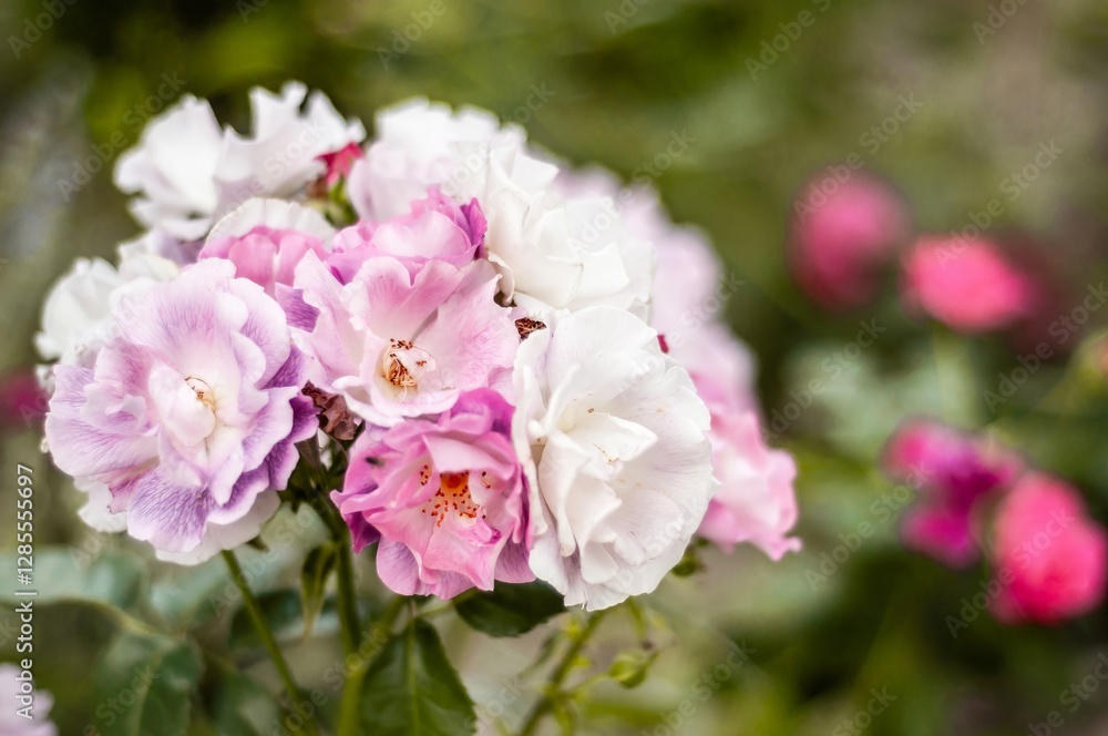 A captivating close-up captures a cluster of delicate pink and white roses, their soft petals unfurling in a breathtaking display of natural beauty. A captivating close-up captures a cluster of delicate pink and white roses, their soft petals unfurling in a breathtaking display of natural beauty.