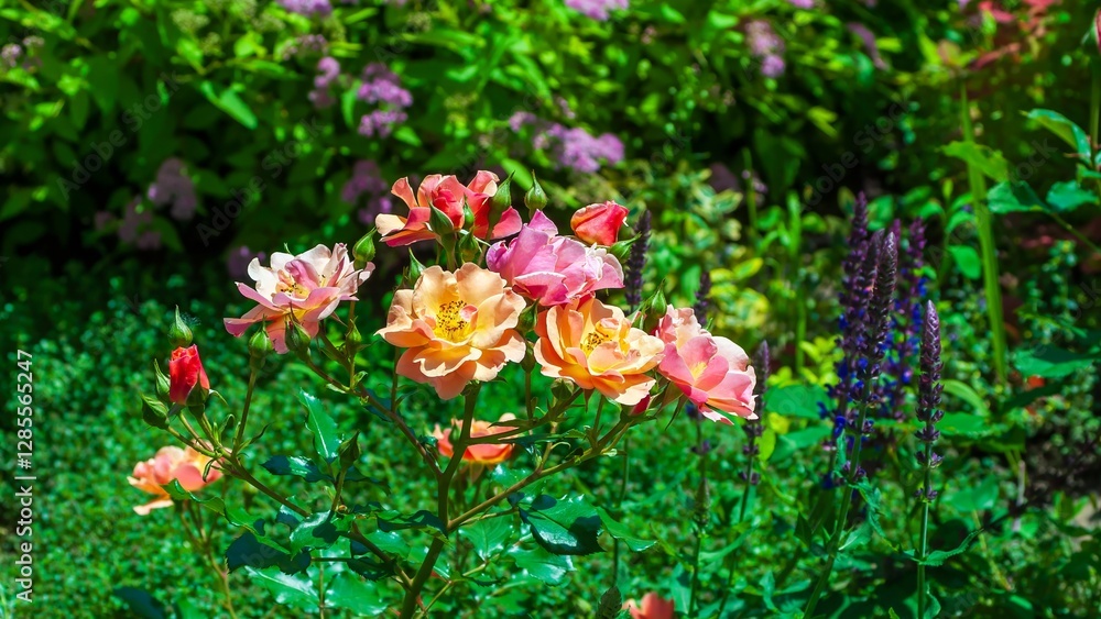 Peach and pink roses in full bloom, surrounded by lush greenery and vibrant purple flowers. Peach and pink roses in full bloom, surrounded by lush greenery and vibrant purple flowers.