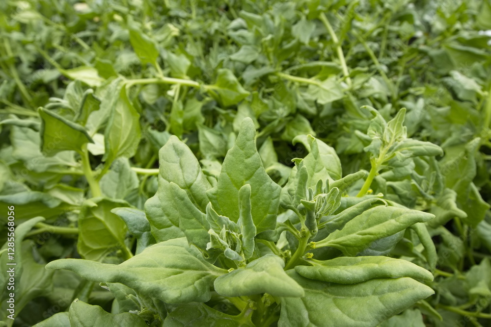 Growing spinach. Close-up. New Zealand spinach variety grows in open ground. Growing spinach. Close-up. New Zealand spinach variety grows in open ground.