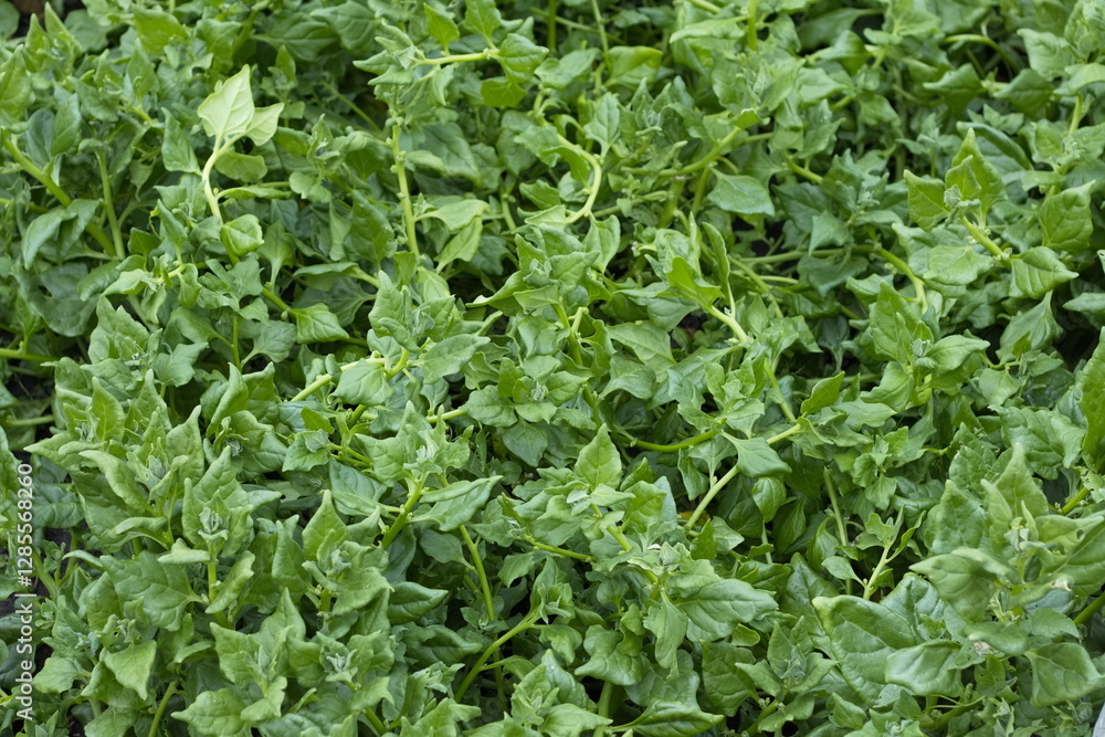 Growing spinach. New Zealand spinach variety grows in open ground. Growing spinach. New Zealand spinach variety grows in open ground.