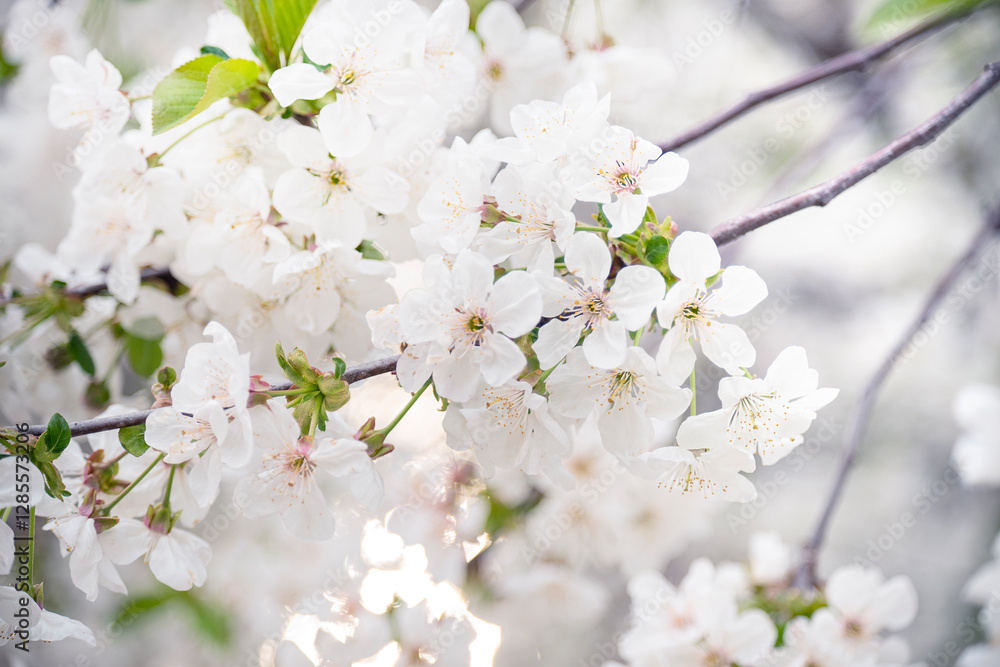 spring flowering of cherry branches in the garden. delicate white flowers spring flowering of cherry branches in the garden. delicate white flowers