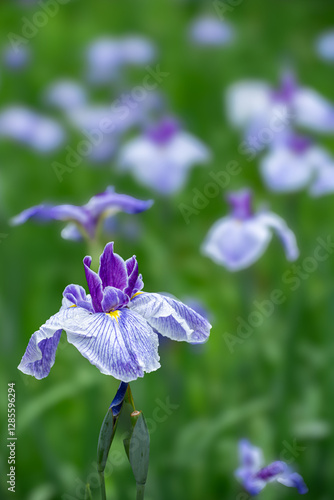 雨が止む間に咲く花菖蒲 photo