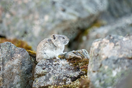 Portrait of Collared Pika in Alaska photo