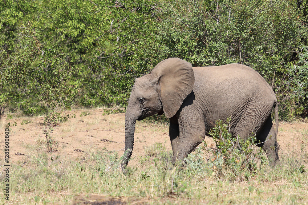 Obraz premium Afrikanischer Elefant / African elephant / Loxodonta africana
