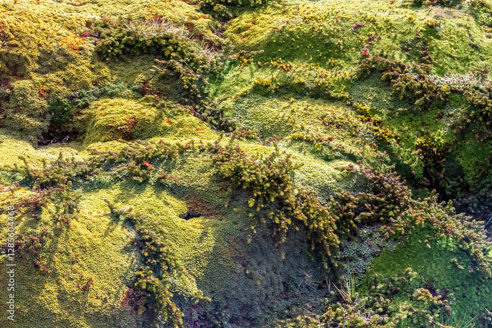 Carpet of moss on mountainside, just outside Ushuaia, Tierra del Fuego, Argentina. Rocks scattered on top. 3
Carpet of moss on mountainside, just outside Ushuaia, Tierra del Fuego, Argentina. Rocks scattered on top. 3