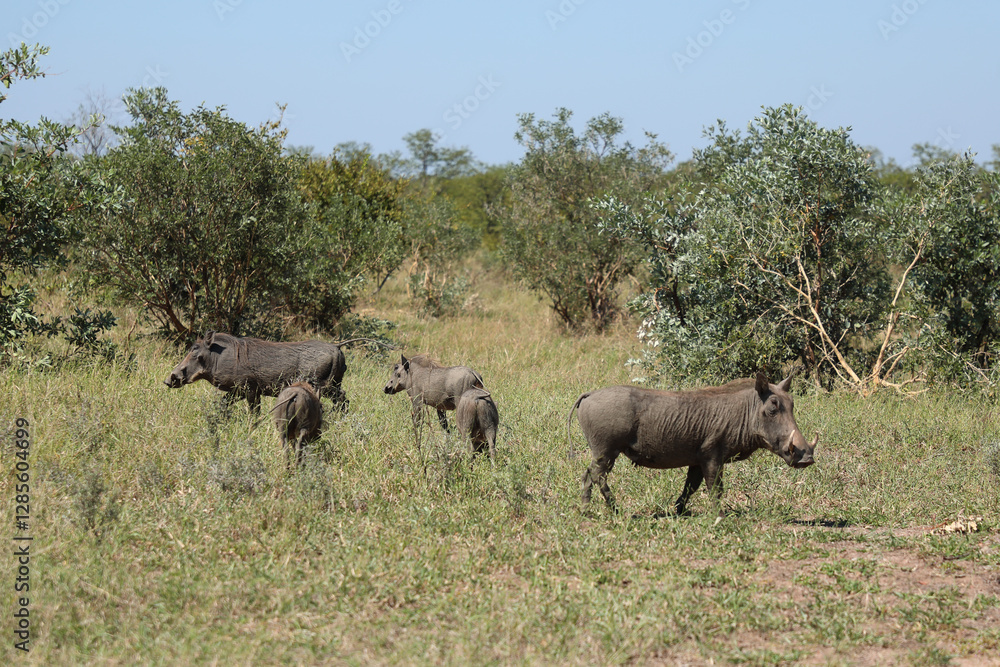 Fototapeta premium Warzenschwein / Warthog / Phacochoerus africanus.