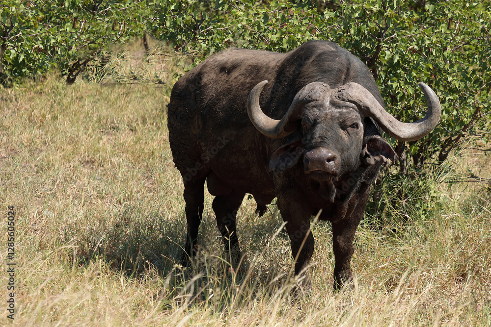 Kaffernbüffel / African buffalo / Syncerus caffer Kaffernbüffel / African buffalo / Syncerus caffer
