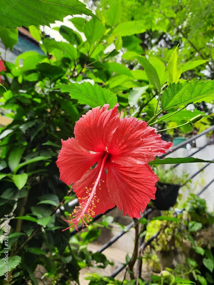 red flower in the garden red flower in the garden
