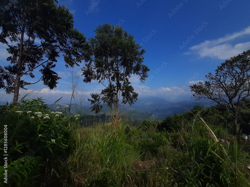 Obraz premium clouds over the forest