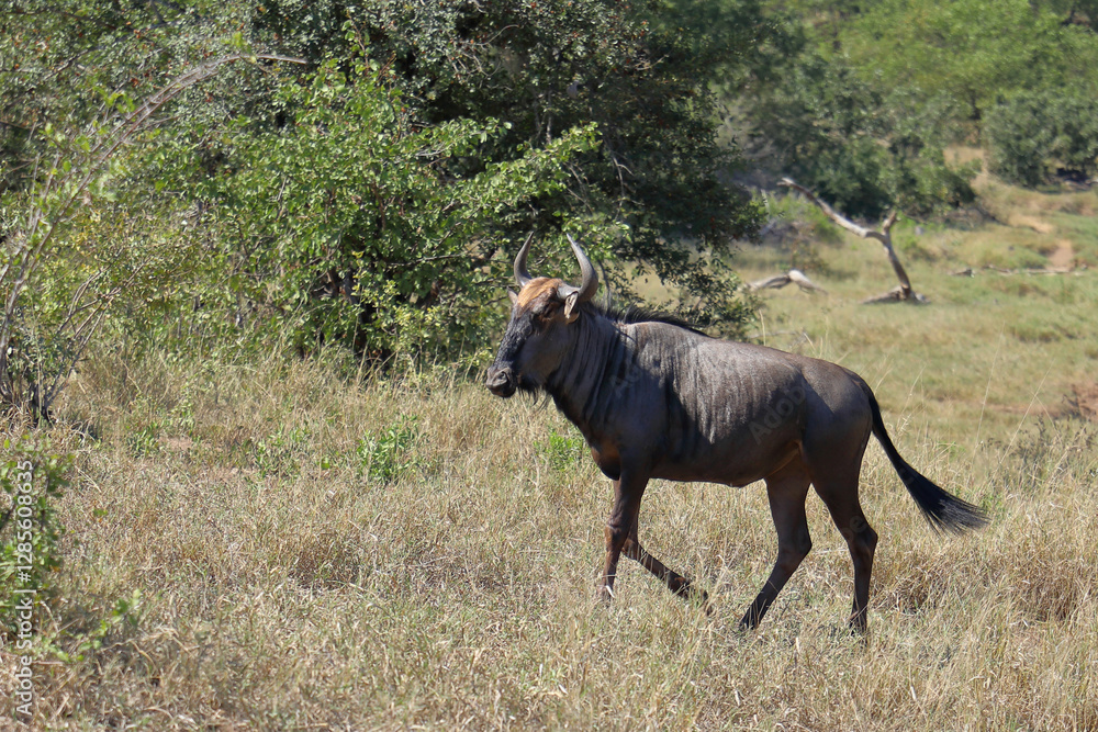 Fototapeta premium Streifengnu / Blue wildebeest / Connochaetes taurinus