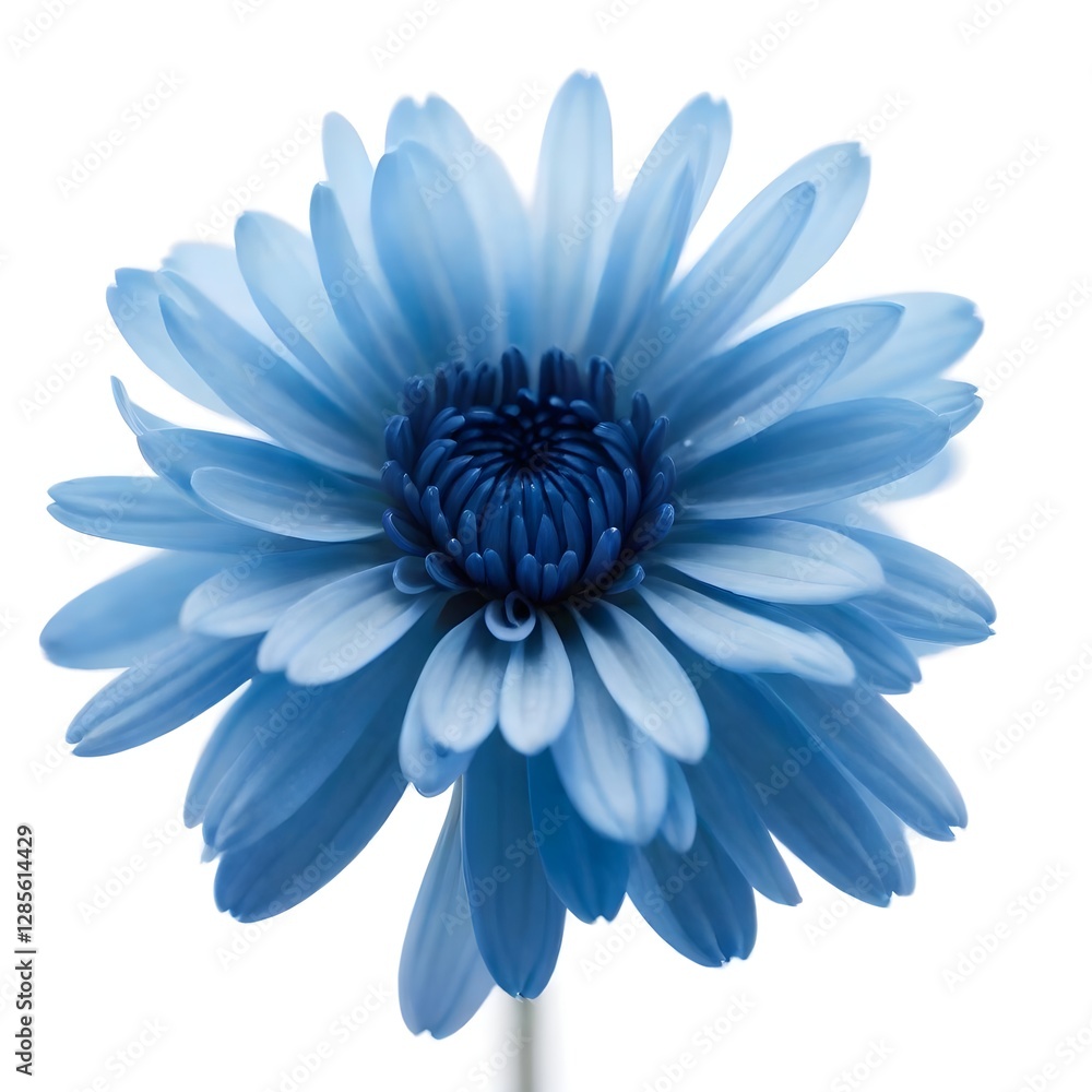 Obraz premium A close-up of a vibrant blue chrysanthemum flower with delicate petals and a dark center