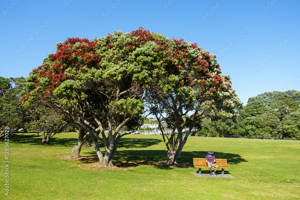 Pohutukawa trees in full bloom. People relaxing on the bench in summer. Milford Beach Reserve. Auckland.