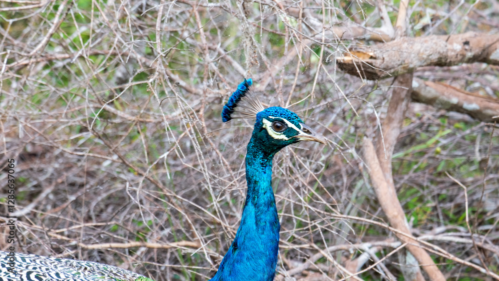 Obraz premium Closeup of head and feathers of Indian Peafowl's Peacock bird in Wilpattu National Park Sri Lanka