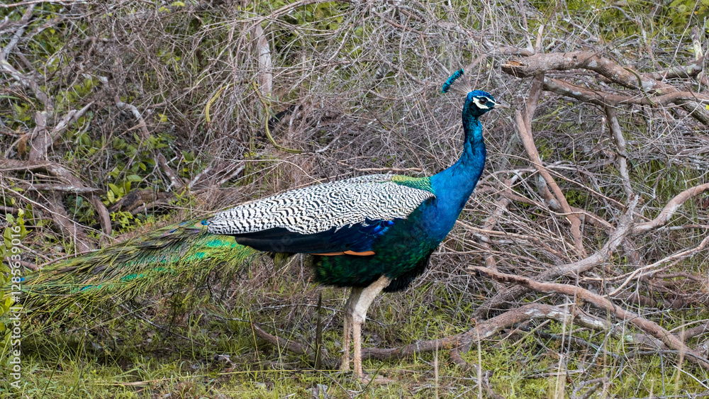 Colourful Indian Peafowl's Peacock bird with bright neon blue feathers in Wilpattu National Park Sri Lanka Colourful Indian Peafowl's Peacock bird with bright neon blue feathers in Wilpattu National Park Sri Lanka
