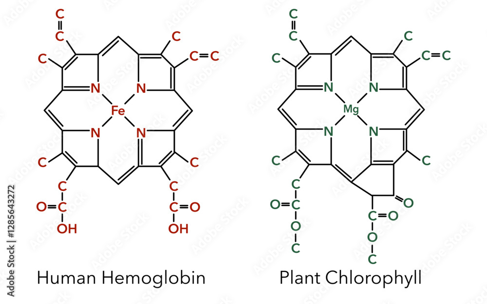 Fototapeta premium Complex of human hemoglobin and plant chlorophyll