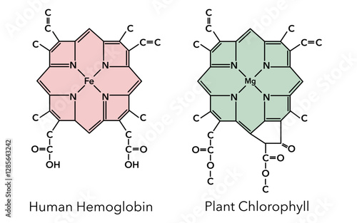 Complex of human hemoglobin and plant chlorophyll