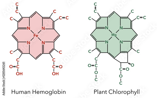 Complex of human hemoglobin and plant chlorophyll