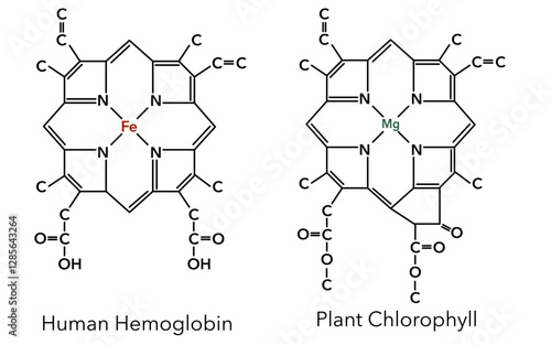 Complex of human hemoglobin and plant chlorophyll