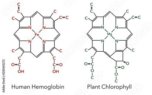 Complex of human hemoglobin and plant chlorophyll