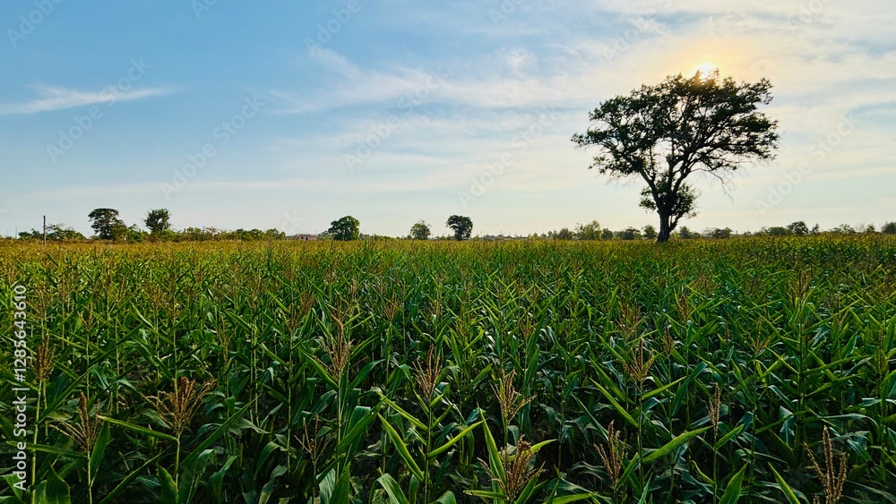 Obraz premium corn field at sunset
