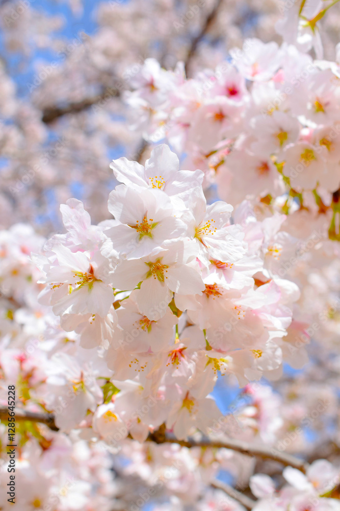 Obraz premium 満開の桜の花のクローズアップ、庭のサクラ、ソメイヨシノ、染井吉野 