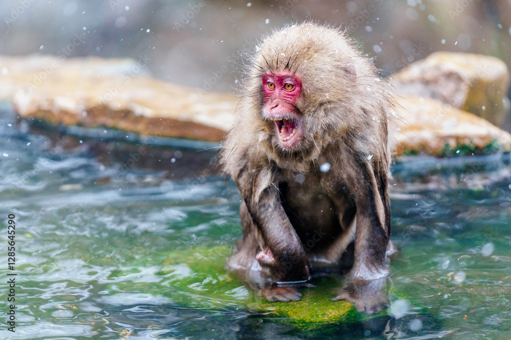 Obraz premium 温泉猿