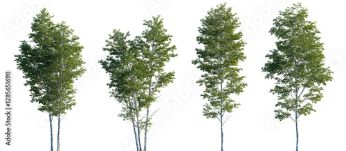 Betula pendula summer trees isolated png in sunset lighting on a transparent background premium cutout (silver birch, warty birch, European white birch, East Asian white birch)