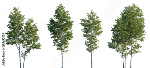 Betula pendula summer trees isolated png in sunset lighting on a transparent background premium cutout (silver birch, warty birch, European white birch, East Asian white birch)