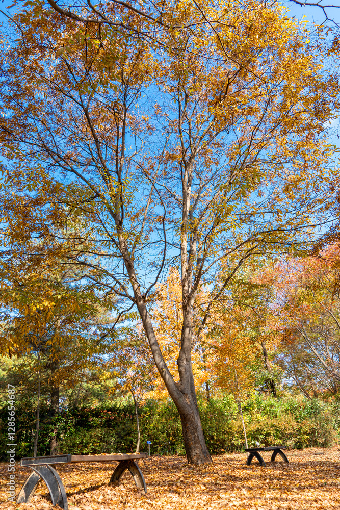 Fototapeta premium Autumn park with colorful trees with and falling leaves in the park