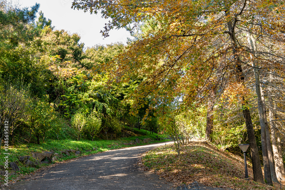 Autumn park with colorful trees with and falling leaves in the park Autumn park with colorful trees with and falling leaves in the park