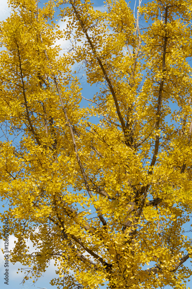 Autumn park with colorful trees with and falling leaves in the park Autumn park with colorful trees with and falling leaves in the park