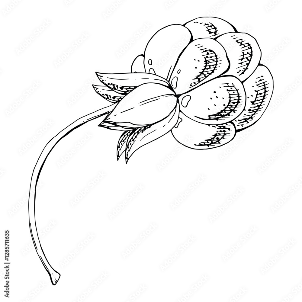 Cloudberry raspberry sloe fruit on receptacle stalk with leaves petals, watercolor hand drawn, red ripe forest berry dewberry boysenberry mulberry loganberry. Botanical isolated element illustration Cloudberry raspberry sloe fruit on receptacle stalk with leaves petals, watercolor hand drawn, red ripe forest berry dewberry boysenberry mulberry loganberry. Botanical isolated element illustration