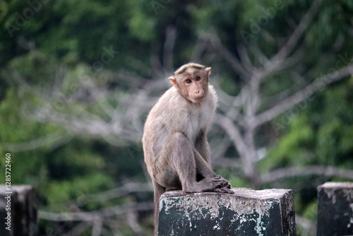 Sticker monkey sitting on road side