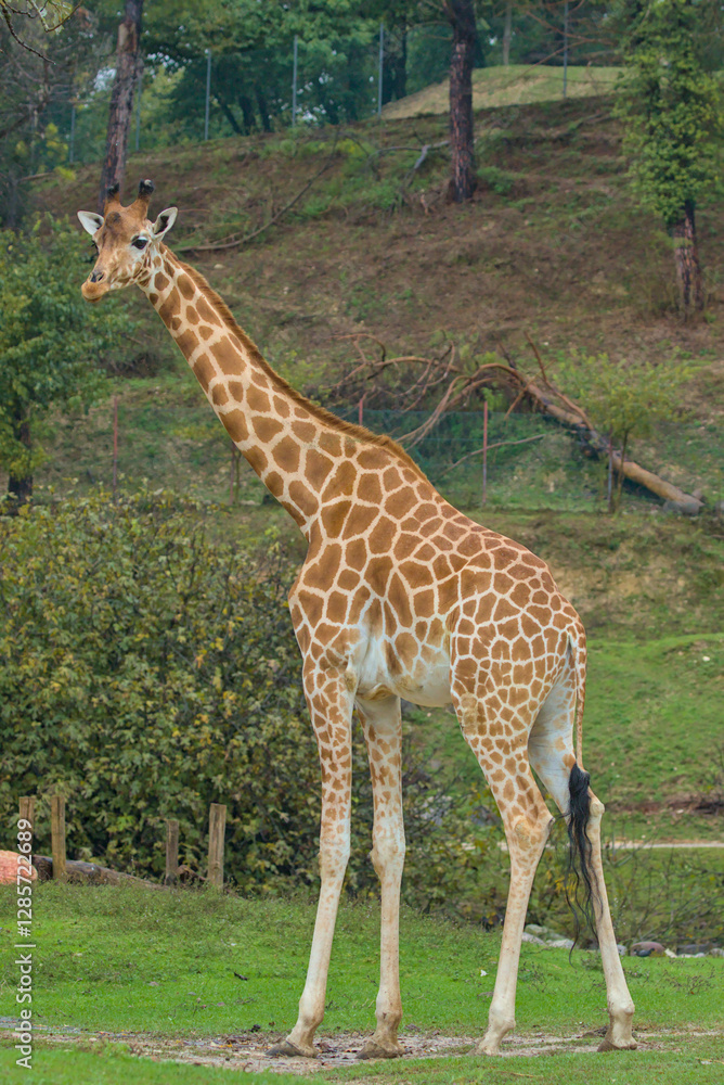 A lone giraffe stands tall against the lush foliage, its patterned coat in stark contrast to its green surroundings. The majestic creature surveys its domain with a calm gaze. A lone giraffe stands tall against the lush foliage, its patterned coat in stark contrast to its green surroundings. The majestic creature surveys its domain with a calm gaze.