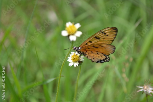 butterfly on a flower
