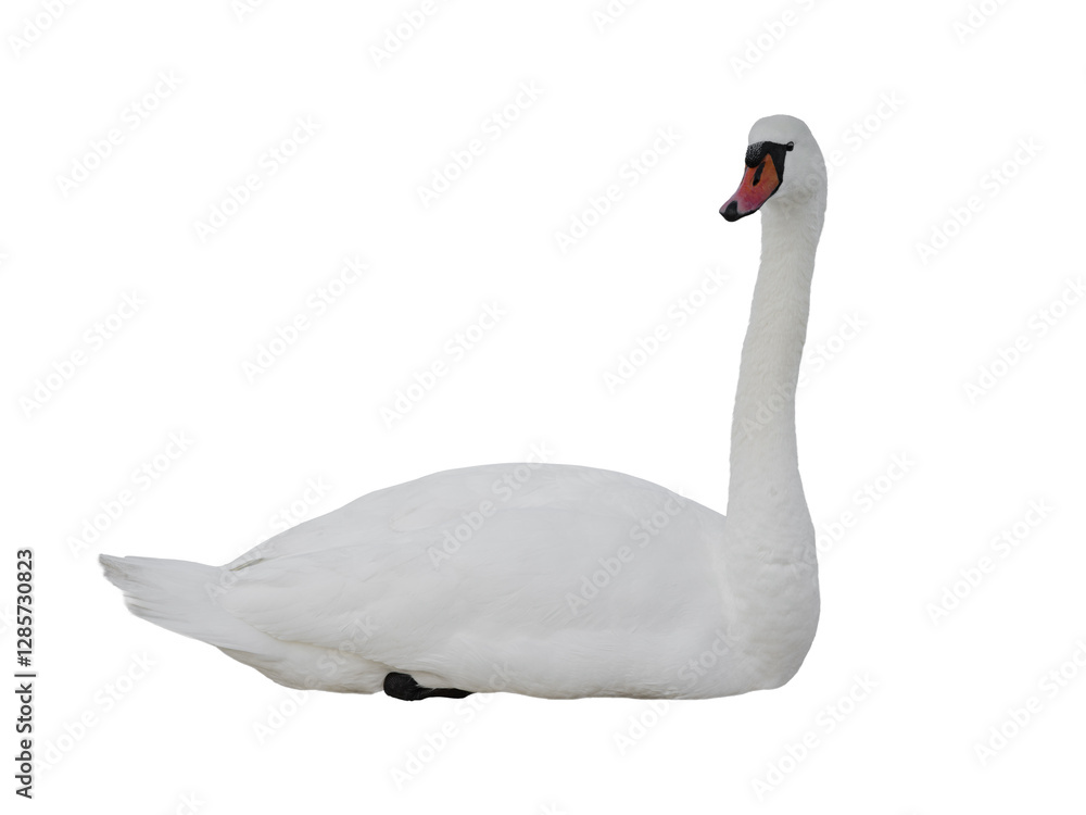 Fototapeta premium swan isolated on white background