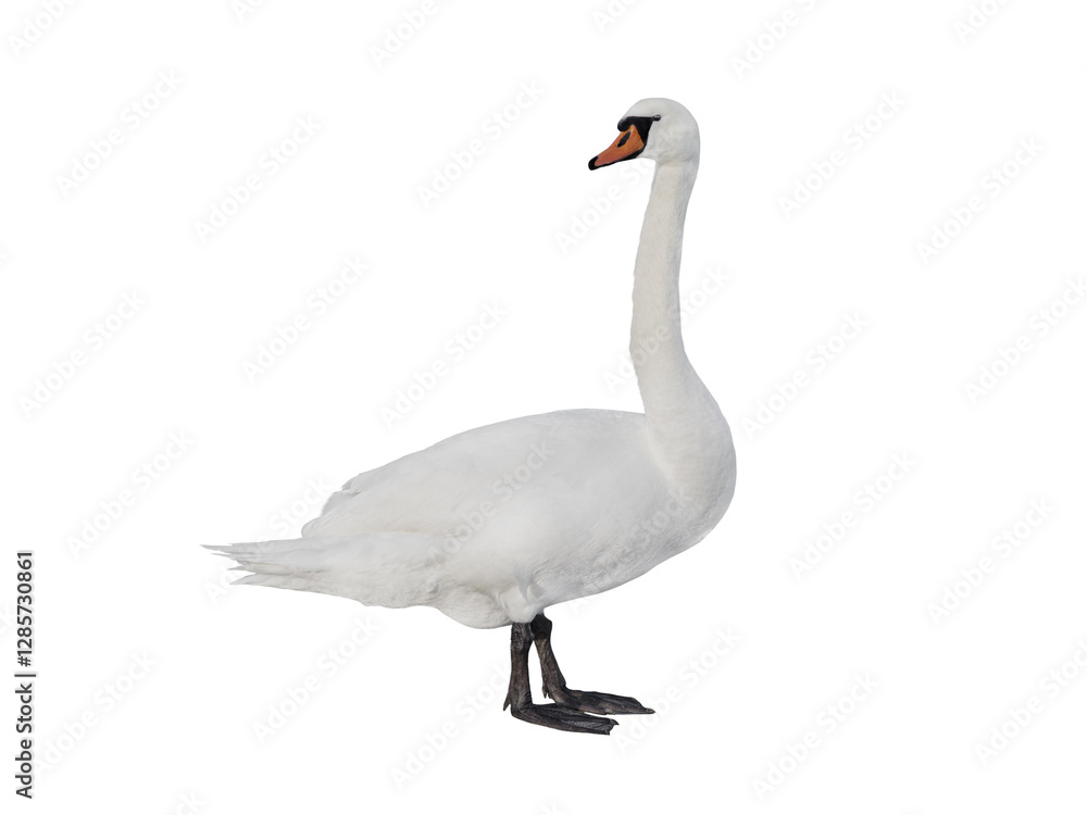 Obraz premium swan isolated on white background
